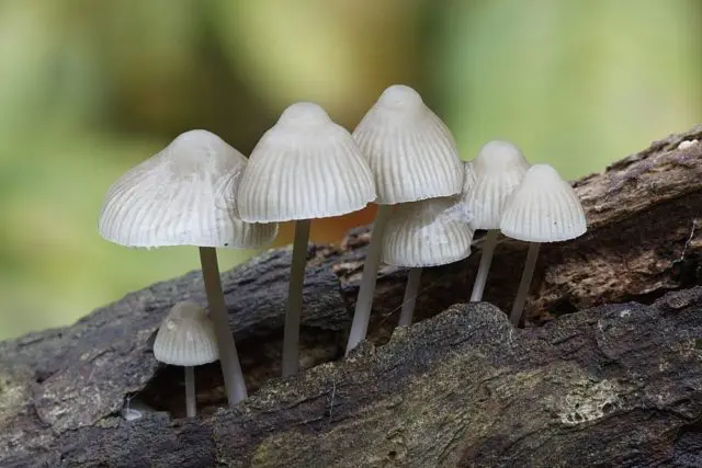 Mycena sinenogia: description and photo