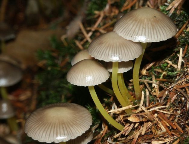 Mycena sticky: description and photo