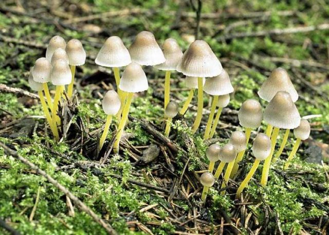 Mycena sticky: description and photo