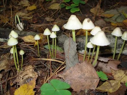 Mycena sticky: description and photo