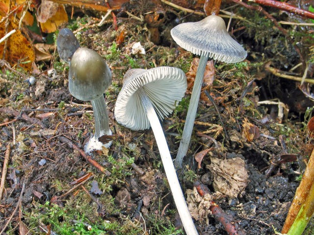 Mycena striped leg: description and photo