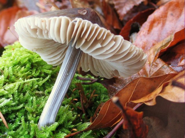 Mycena striped leg: description and photo