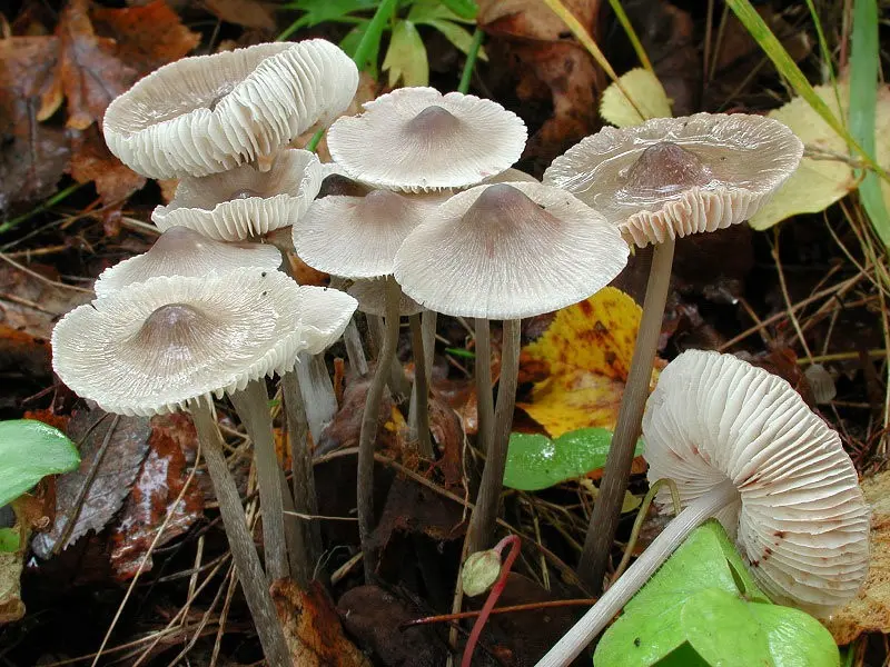 Mycena striped leg (Mycena polygramma) photo and description