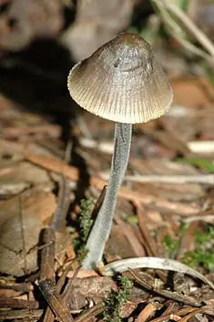 Mycena striped leg (Mycena polygramma) photo and description