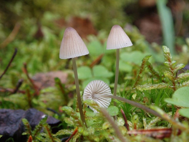 Mycena thread-legged: description and photo