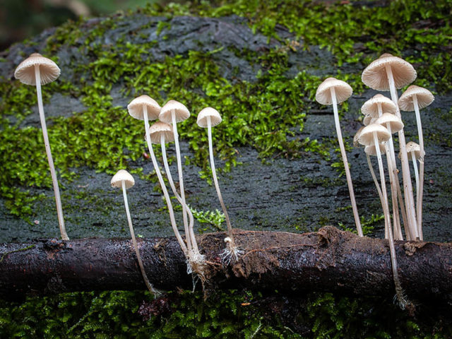 Mycena thread-legged: description and photo