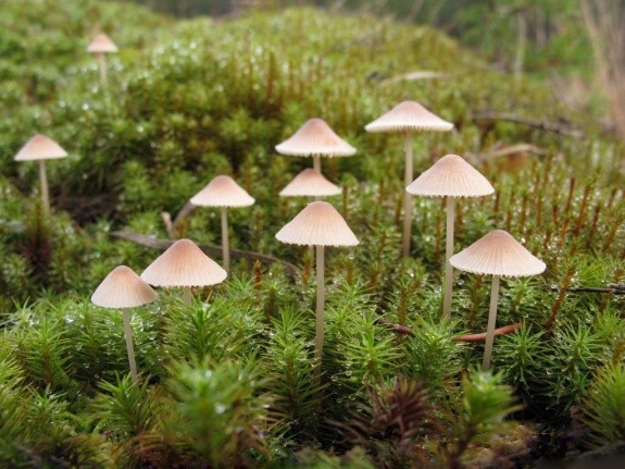 Mycena thread-legged: description and photo