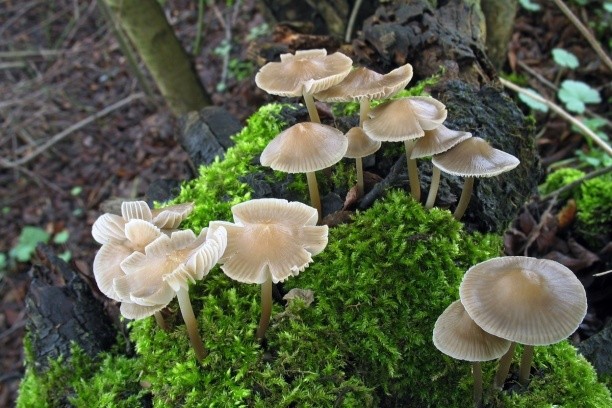 Mycena thread-legged: description and photo