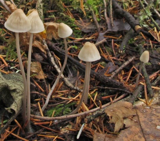 Mycena thread-legged: description and photo