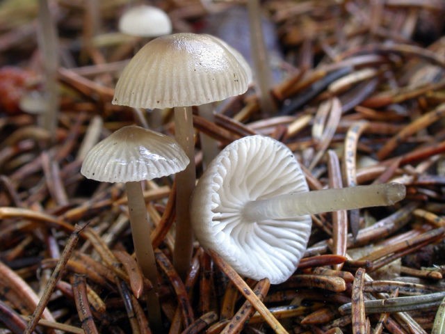 Mycena vulgaris: description and photo