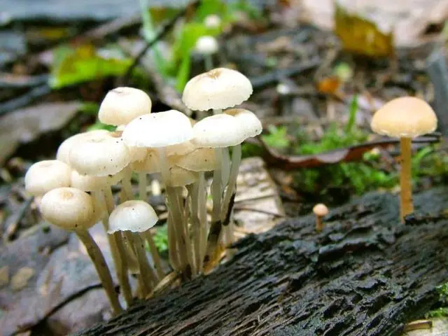 Mycena vulgaris: description and photo