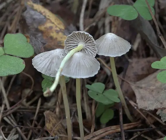 Mycena vulgaris: description and photo