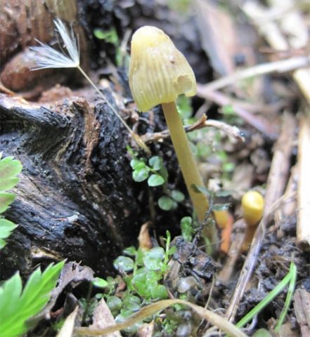 Mycena yellow-edged: description and photo