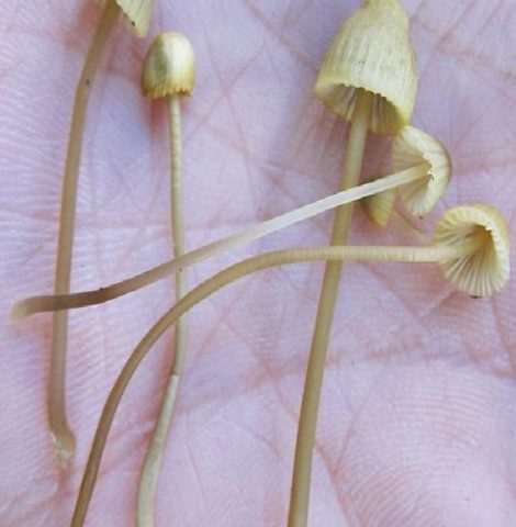 Mycena yellow-edged: description and photo