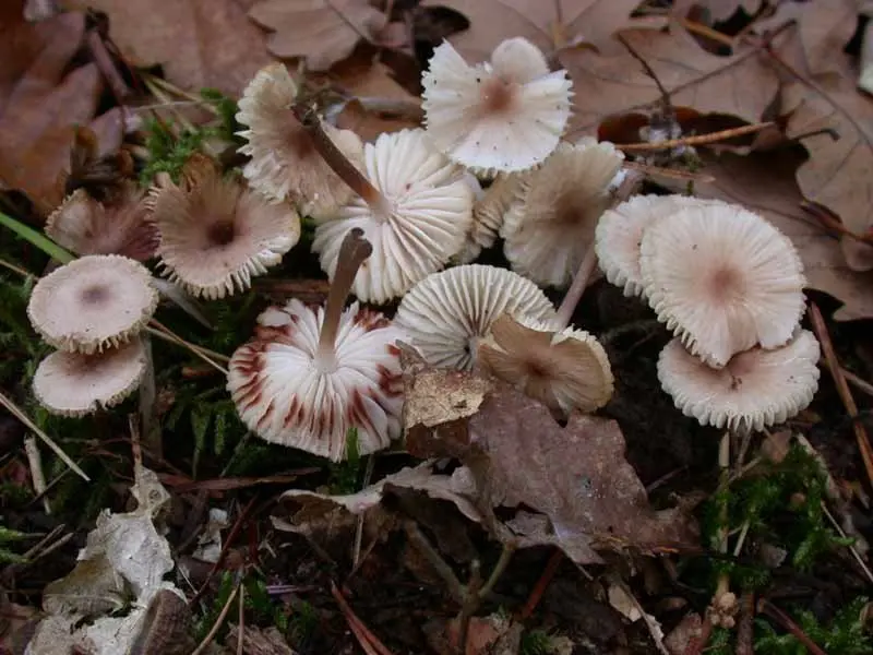 Mycena zephyrus (Mycena zephirus) photo and description