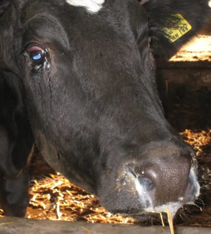 Mycoplasmosis in cattle: symptoms and treatment, prevention