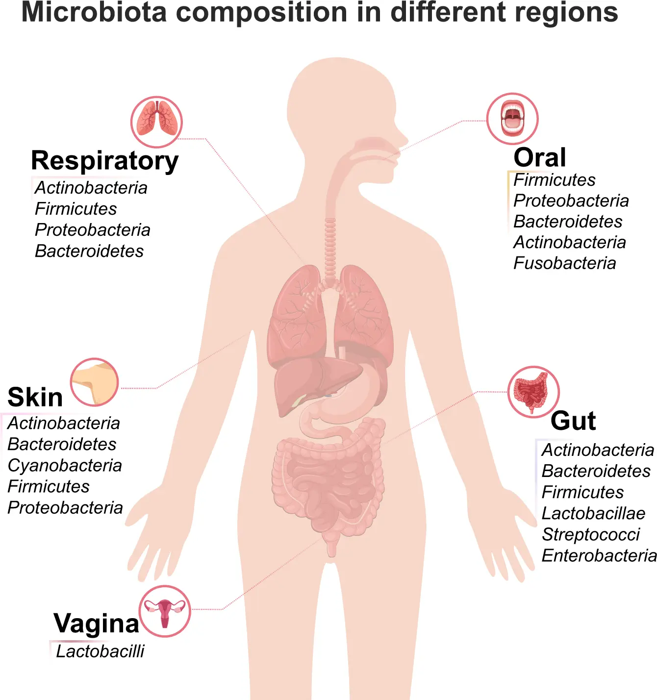 Mycoplasmosis &#8211; microorganisms that live in the human body