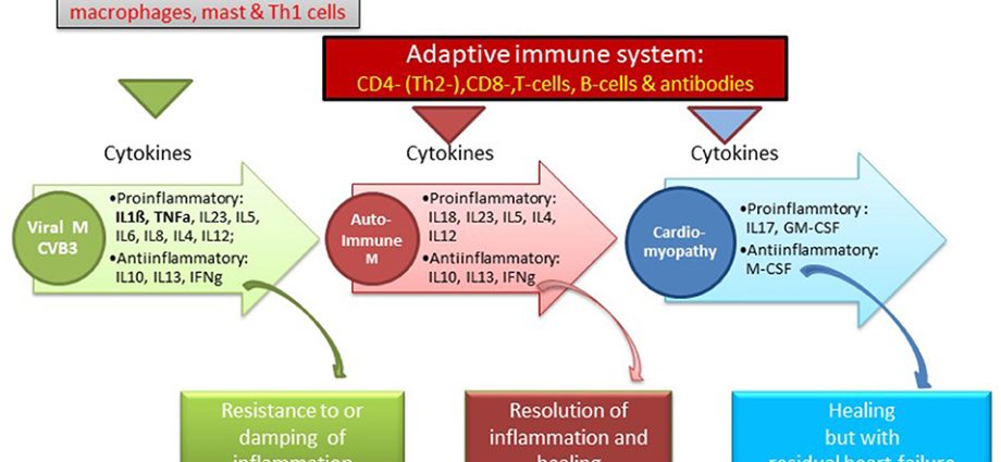 Myocarditis &#8211; causes, symptoms, diagnosis, treatment. Can you heal yourself completely?