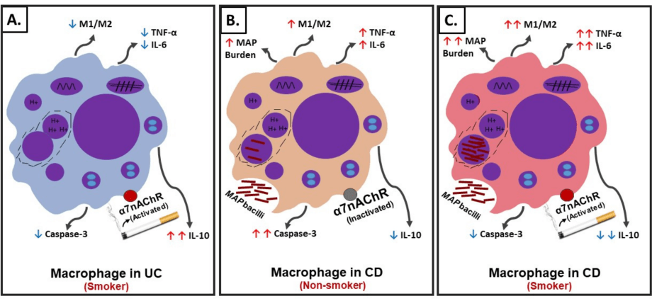 Mysterious Crohn&#8217;s disease