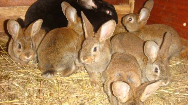 Myxomatosis in rabbits: causes, treatment