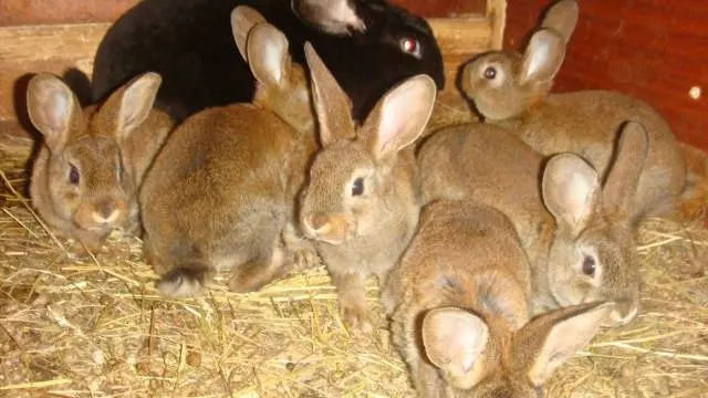 Myxomatosis in rabbits: causes, treatment