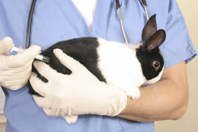 Myxomatosis in rabbits: causes, treatment