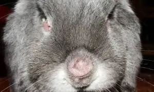 Myxomatosis in rabbits: causes, treatment