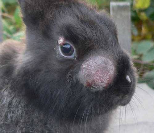 Myxomatosis in rabbits: causes, treatment