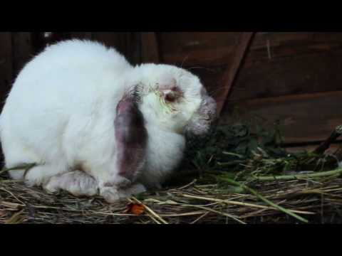 Myxomatosis in rabbits: causes, treatment