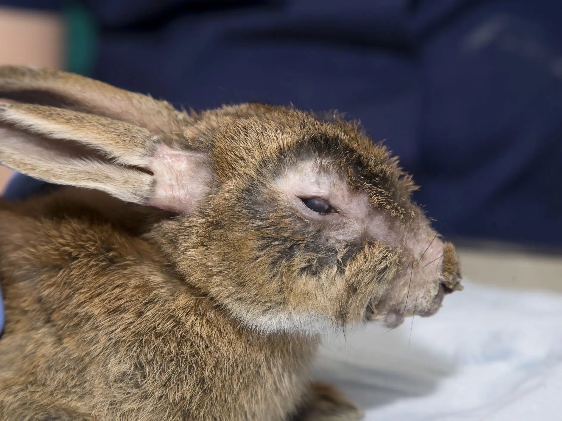 Myxomatosis in rabbits: causes, treatment