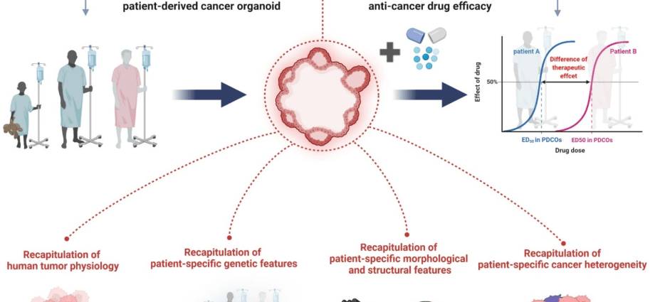 MZ: The new national anti-cancer program will go to the government in a month