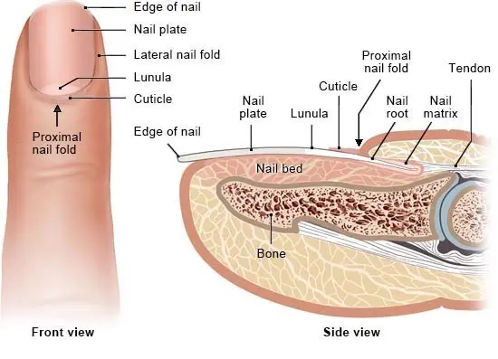 Nail structure &#8211; elements, functions. What does a nail consist of?