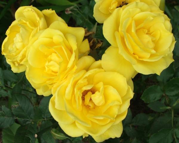 Names of Floribunda roses: the best varieties