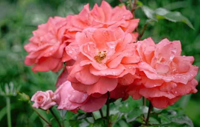 Names of Floribunda roses: the best varieties