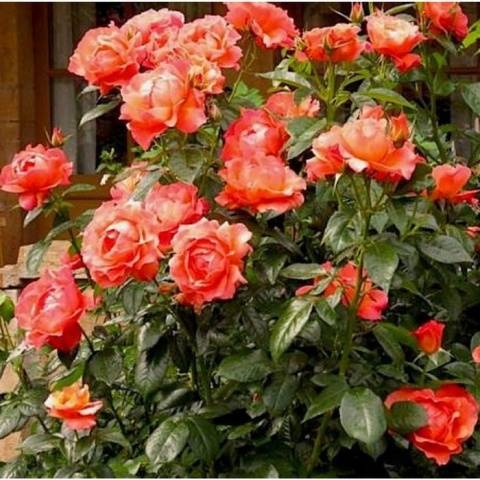 Names of Floribunda roses: the best varieties