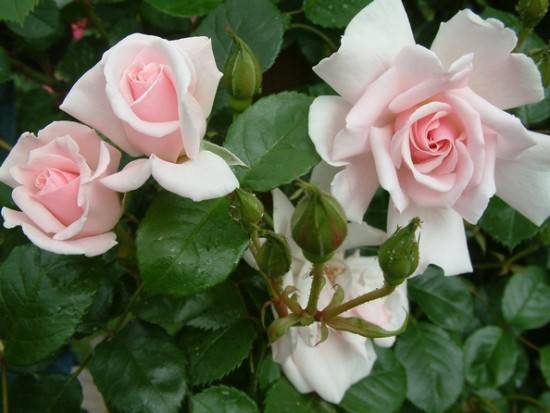 Names of Floribunda roses: the best varieties