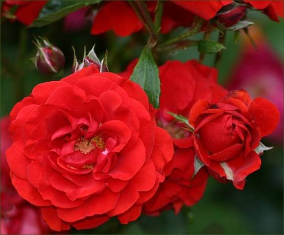 Names of Floribunda roses: the best varieties