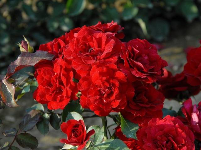 Names of Floribunda roses: the best varieties