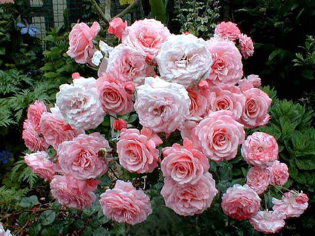 Names of Floribunda roses: the best varieties