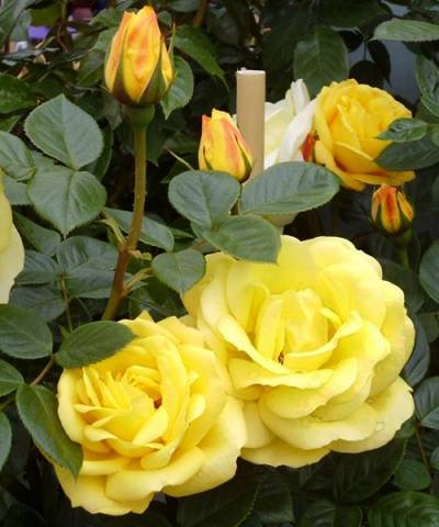 Names of Floribunda roses: the best varieties