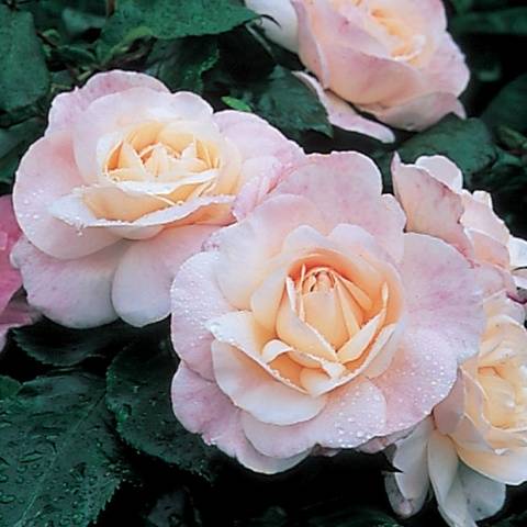 Names of Floribunda roses: the best varieties