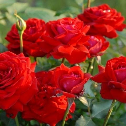 Names of Floribunda roses: the best varieties