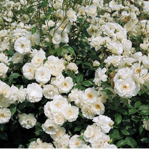 Names of Floribunda roses: the best varieties