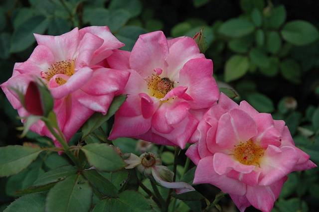 Names of Floribunda roses: the best varieties