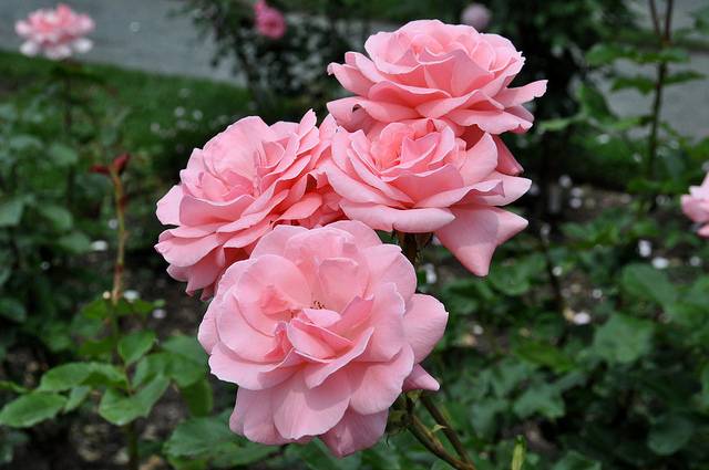 Names of Floribunda roses: the best varieties