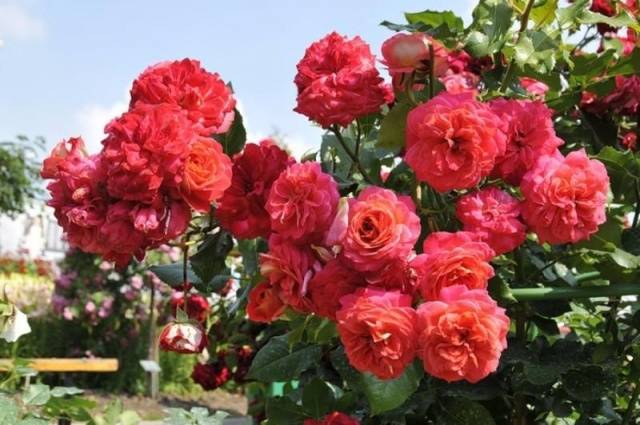 Names of Floribunda roses: the best varieties