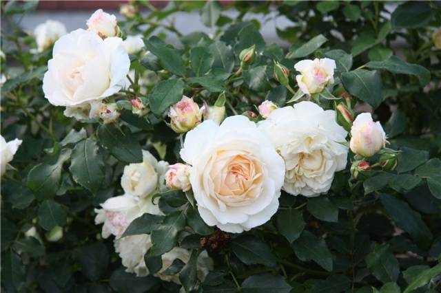 Names of Floribunda roses: the best varieties