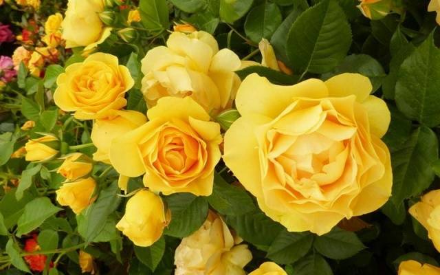 Names of Floribunda roses: the best varieties