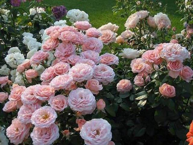 Names of Floribunda roses: the best varieties