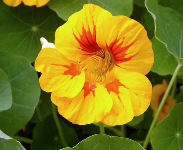 Nasturtium: collecting seeds 